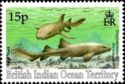 Nurse Shark (Ginglymostoma cirratum)